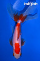 5.75" WAKIN GOLDFISH