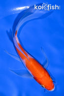 5.75" KOHAKU BUTTERFLY