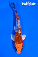 4.5" GINRIN KUJAKU