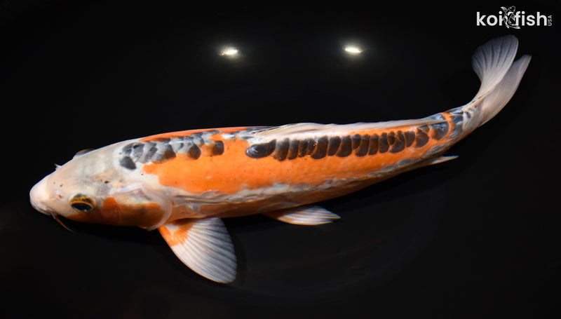 12.75" HI SHUSUI