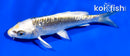 4.5" KIN KIKOKURYU