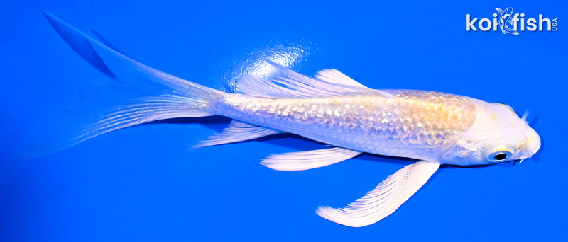 5" GINRIN HARIWAKE BUTTERFLY