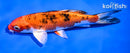 6" YAMATO NISHIKI