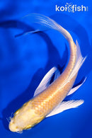 4.75" YAMABUKI OGON BUTTERFLY