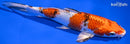 7.25" YAMATO NISHIKI