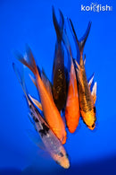 PACK OF (5) 4.5-6" BUTTERFLY KOI