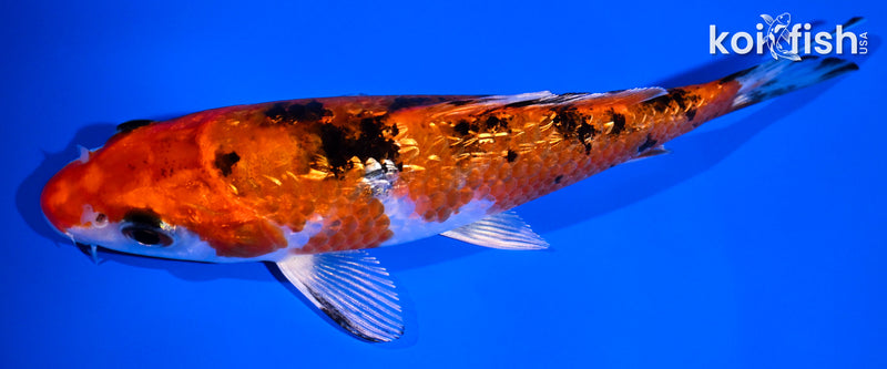 4.75" GINRIN YAMATO NISHIKI