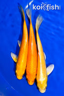 PACK OF (3) 6"- 6.25" YAMABUKI OGON