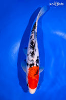 9.75" SANKE