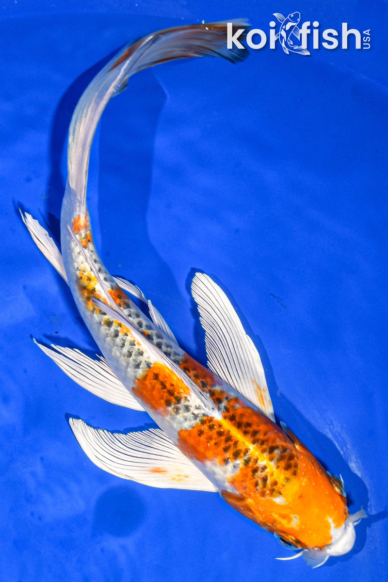 8.5" KUJAKU BUTTERFLY