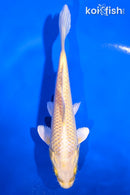 5" YAMABUKI OGON