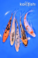 PACK OF (5) 6.25-6.5" STANDARD KOI