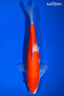 9.25" KOHAKU