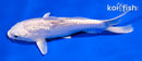 5.5" GINRIN PLATINUM OGON