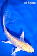 4.75" GINRIN YAMABUKI OGON BUTTERFLY