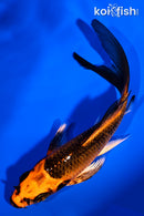 5" ORENJI MATSUBA BUTTERFLY