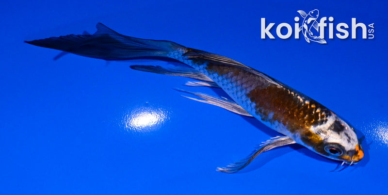 4.5" GINRIN YAMABUKI OGON