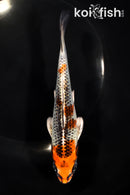 6.25" KUJAKU