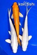 PACK OF (3) 6.25-6.5" STANDARD KOI