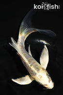 5.5" ARAGOKE KIN KIKOKURYU BUTTERFLY