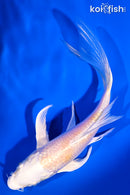 5.75" LEMON HARIWAKE BUTTERFLY