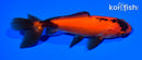 5" WAKIN GOLDFISH