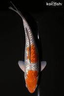 13.75" GINRIN OCHIBA SHIGURE