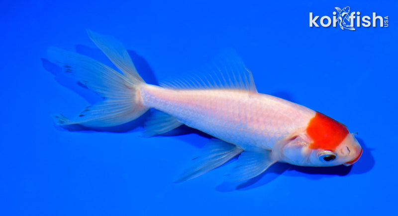 5.75" MARUTEN KUCHIBENI WAKIN GOLDFISH