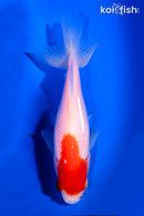 4.75" SARASA WAKIN GOLDFISH