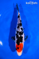 6.5" TANCHO SHOWA