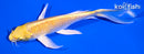 5.75" YAMABUKI OGON BUTTERFLY