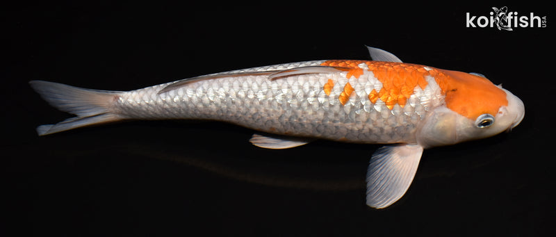 14.5" GINRIN OCHIBA SHIGURE