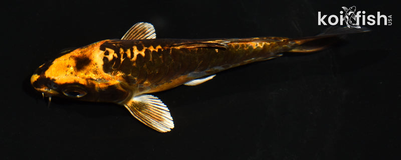 5" ARAGOKE BENI KIKOKURYU