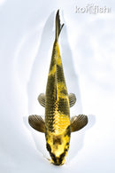 9.5" KIN KI UTSURI