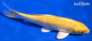 8.25" YAMABUKI OGON