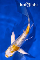 4.5" GINRIN LEMON HARIWAKE BUTTERFLY