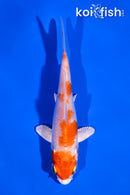 3.5" HARIWAKE