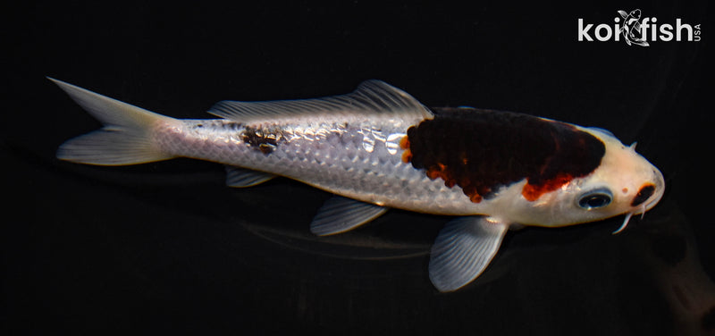 6" GINRIN BUDO GOROMO