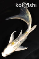 6" GINRIN KUJAKU BUTTERFLY