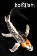 7.25" GINRIN ARAGOKE BENI KIKOKURYU BUTTERFLY