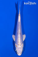 4.25" DOITSU LEMON HARIWAKE