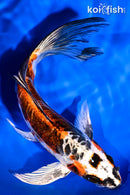 8.75" ARAGOKE BENI KIKOKURYU BUTTERFLY