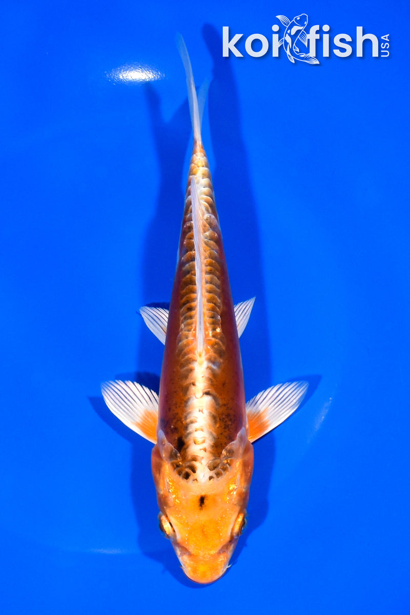 7" ARAGOKE HEISEI NISHIKI