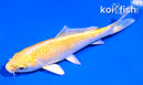 4" YAMABUKI OGON