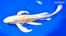 10.5" DOITSU YAMABUKI OGON BUTTERFLY