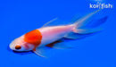 5.5" WATONAI GOLDFISH