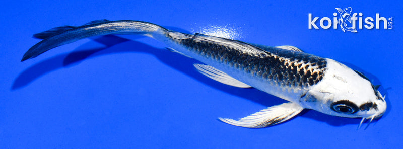 5.5" GIN MATSUBA BUTTERFLY