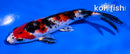 5.5" YAMATO NISHIKI