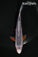 5.5" ASAGI