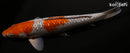 13.75" GINRIN OCHIBA SHIGURE